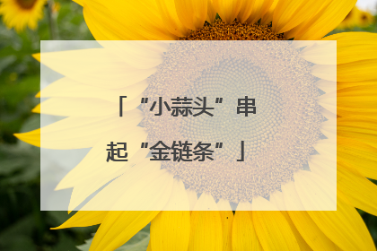 “小蒜头”串起“金链条”