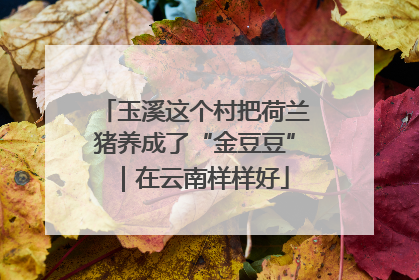 玉溪这个村把荷兰猪养成了“金豆豆”｜在云南样样好