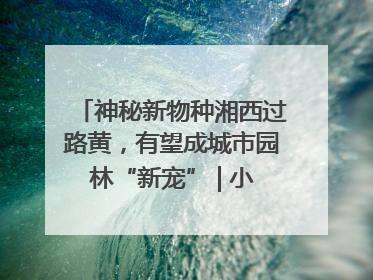 神秘新物种湘西过路黄，有望成城市园林“新宠” | 小叶子游园记