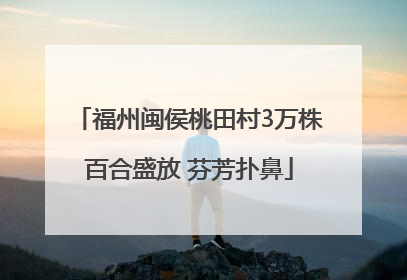 福州闽侯桃田村3万株百合盛放 芬芳扑鼻