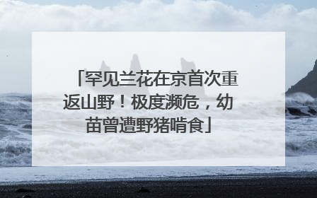 罕见兰花在京首次重返山野！极度濒危，幼苗曾遭野猪啃食