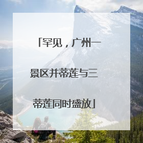 罕见，广州一景区并蒂莲与三蒂莲同时盛放