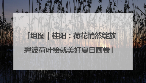 组图｜桂阳：荷花悄然绽放 碧波荷叶绘就美好夏日画卷