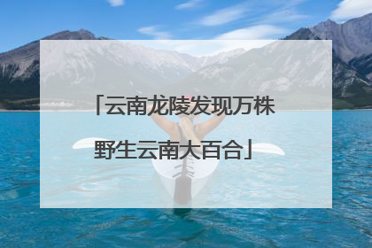 云南龙陵发现万株野生云南大百合