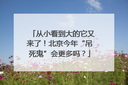 从小看到大的它又来了！北京今年“吊死鬼”会更多吗？