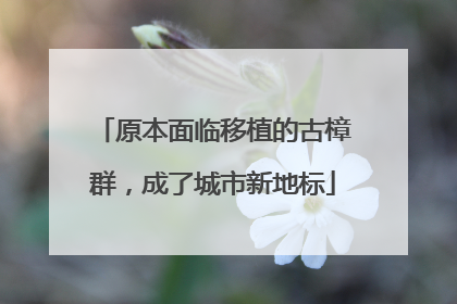 原本面临移植的古樟群，成了城市新地标