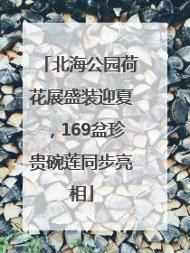 北海公园荷花展盛装迎夏，169盆珍贵碗莲同步亮相