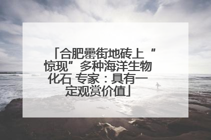 合肥罍街地砖上“惊现”多种海洋生物化石 专家：具有一定观赏价值