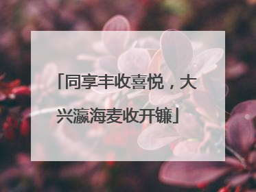 同享丰收喜悦，大兴瀛海麦收开镰