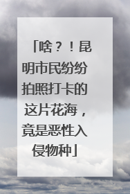 啥？！昆明市民纷纷拍照打卡的这片花海，竟是恶性入侵物种