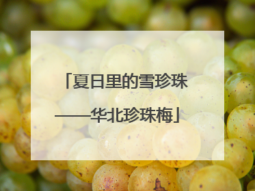 夏日里的雪珍珠——华北珍珠梅