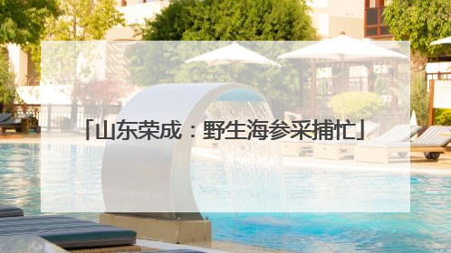 山东荣成：野生海参采捕忙