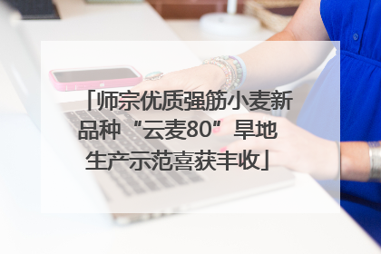 师宗优质强筋小麦新品种“云麦80”旱地生产示范喜获丰收