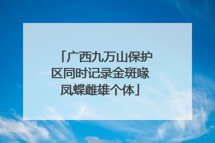 广西九万山保护区同时记录金斑喙凤蝶雌雄个体