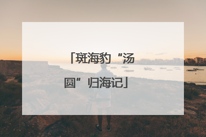 斑海豹“汤圆”归海记