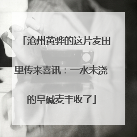 沧州黄骅的这片麦田里传来喜讯：一水未浇的旱碱麦丰收了