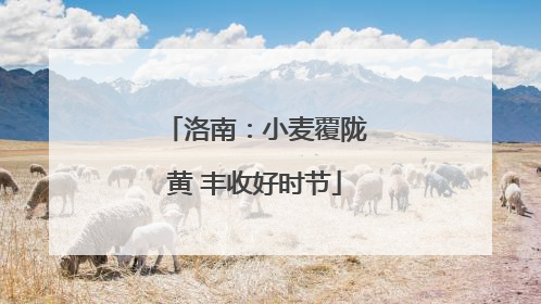 洛南：小麦覆陇黄 丰收好时节