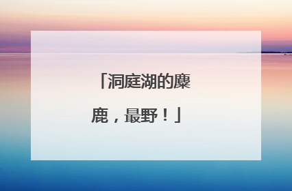 洞庭湖的麋鹿，最野！