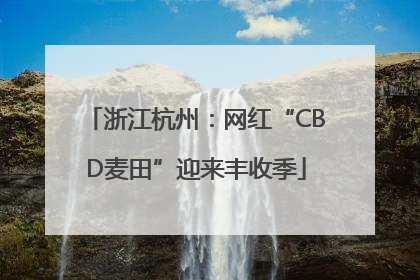浙江杭州：网红“CBD麦田”迎来丰收季