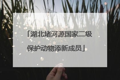 湖北堵河源国家二级保护动物添新成员