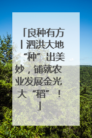 良种有方丨泗洪大地“种”出美妙，铺就农业发展金光大“稻”！
