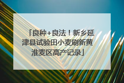 良种+良法！新乡延津县试验田小麦刷新黄淮麦区高产记录