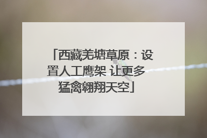 西藏羌塘草原：设置人工鹰架 让更多猛禽翱翔天空