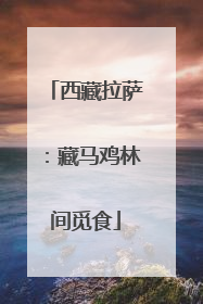 西藏拉萨：藏马鸡林间觅食