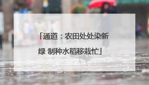 通道：农田处处染新绿 制种水稻移栽忙