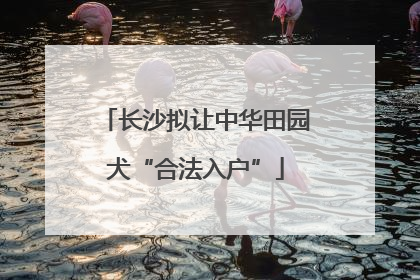 长沙拟让中华田园犬“合法入户”