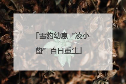 雪豹幼崽“凌小蛰”百日重生