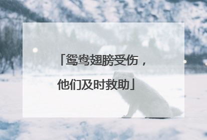 鸳鸯翅膀受伤，他们及时救助