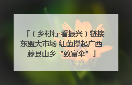 （乡村行·看振兴）链接东盟大市场 红菌撑起广西藤县山乡“致富伞”