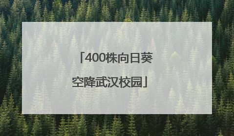 400株向日葵空降武汉校园