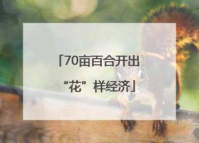70亩百合开出“花”样经济